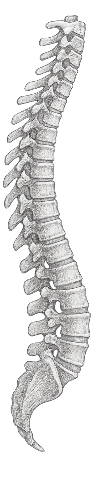 spinal-chord